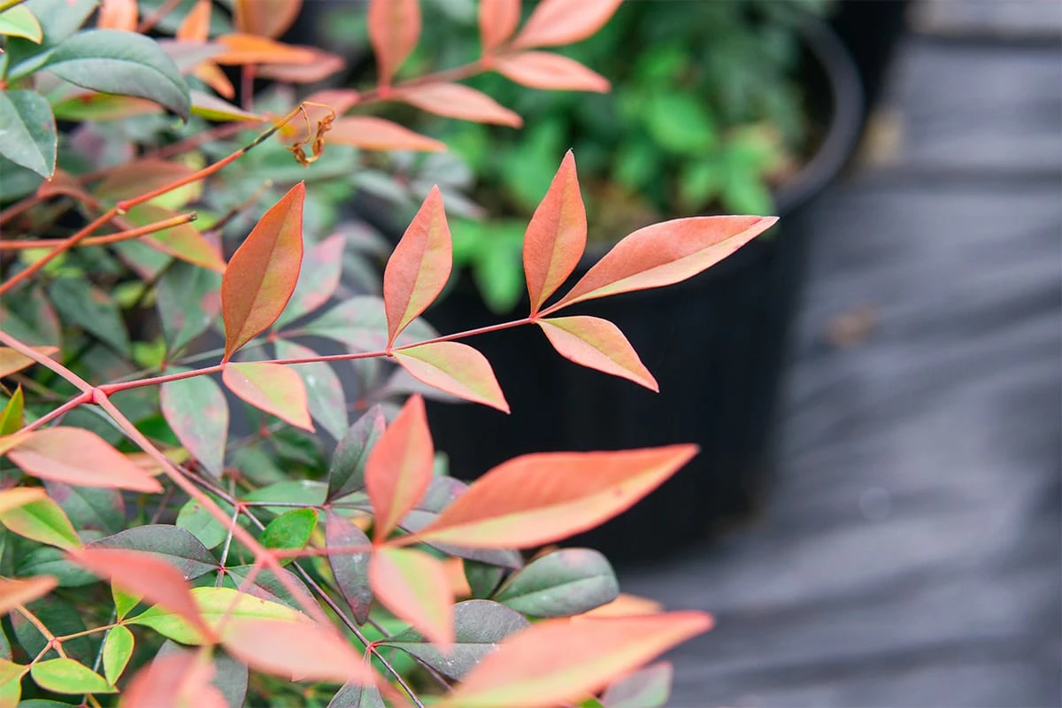 Perfect Plants Dwarf Nandina ‘Gulf Stream’ Shrub 4 Perfect Plants Dwarf Nandina ‘Gulf Stream’ Shrub