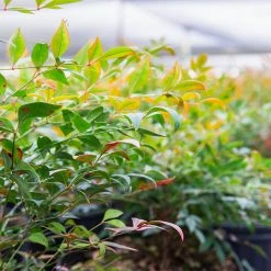 Perfect Plants Dwarf Nandina ‘Gulf Stream’ Shrub