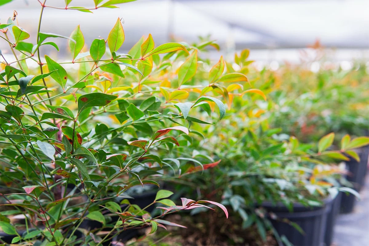 Perfect Plants Dwarf Nandina ‘Gulf Stream’ Shrub 2 Perfect Plants Dwarf Nandina ‘Gulf Stream’ Shrub