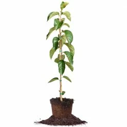 Perfect Plants Persimmon Trees Hachiya Persimmon Tree