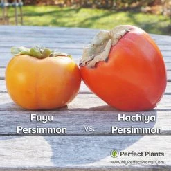 Perfect Plants Persimmon Trees Hachiya Persimmon Tree