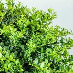 Perfect Plants Helleri Holly Shrub Holly Shrubs