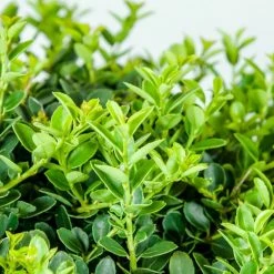 Perfect Plants Helleri Holly Shrub Holly Shrubs