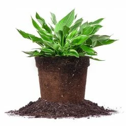 Perfect Plants Hosta Francee Shrub