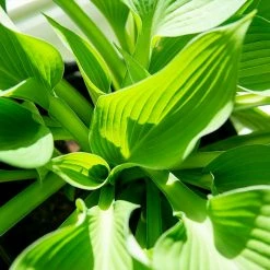 Perfect Plants All Shrubs & Hedges Hosta Elegans Shrub 6 Perfect Plants All Shrubs & Hedges Hosta Elegans Shrub