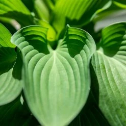 Perfect Plants All Shrubs & Hedges Hosta Elegans Shrub 7 Perfect Plants All Shrubs & Hedges Hosta Elegans Shrub