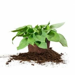 Perfect Plants All Shrubs & Hedges Hosta Elegans Shrub