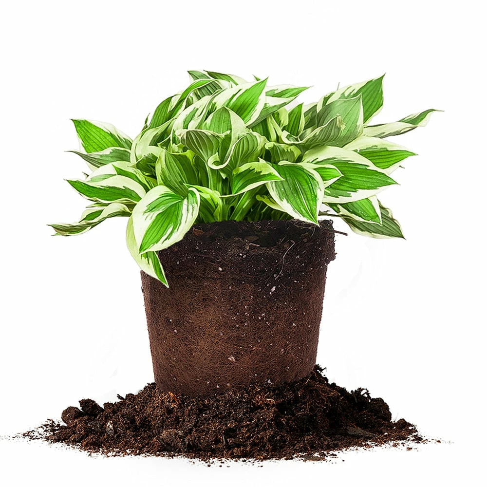 Perfect Plants Hosta Patriot Shrub Hosta Shrubs 1 Perfect Plants Hosta Patriot Shrub Hosta Shrubs