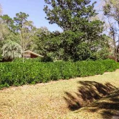 Perfect Plants All Shrubs & Hedges Ocala Anise