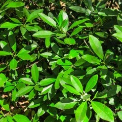 Perfect Plants All Shrubs & Hedges Ocala Anise