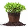 Perfect Plants Dwarf Indian Hawthorn Shrub