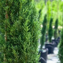 Perfect Plants Italian Cypress Tree