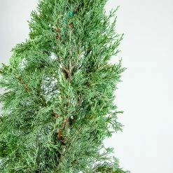 Perfect Plants Italian Cypress Tree
