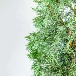 Perfect Plants Italian Cypress Tree