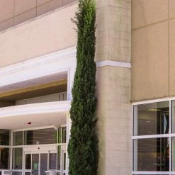 Perfect Plants Italian Cypress Tree