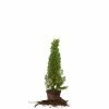 Perfect Plants Italian Cypress Tree