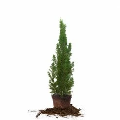 Perfect Plants Italian Cypress Tree