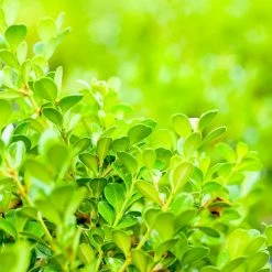 Perfect Plants Japanese Boxwood Shrub