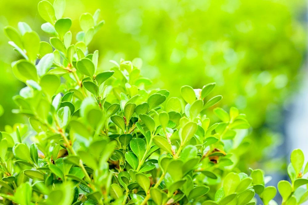 Perfect Plants Japanese Boxwood Shrub 2 Perfect Plants Japanese Boxwood Shrub