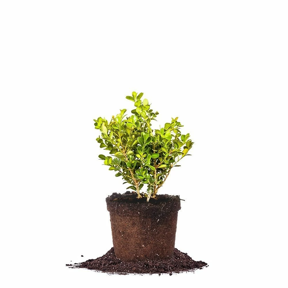 Perfect Plants Japanese Boxwood Shrub 1 Perfect Plants Japanese Boxwood Shrub