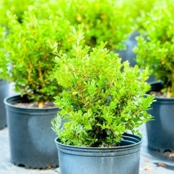 Perfect Plants Japanese Boxwood Shrub 9 Perfect Plants Japanese Boxwood Shrub