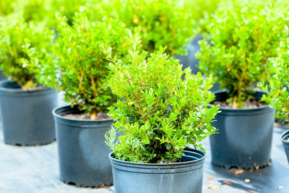Perfect Plants Japanese Boxwood Shrub 3 Perfect Plants Japanese Boxwood Shrub