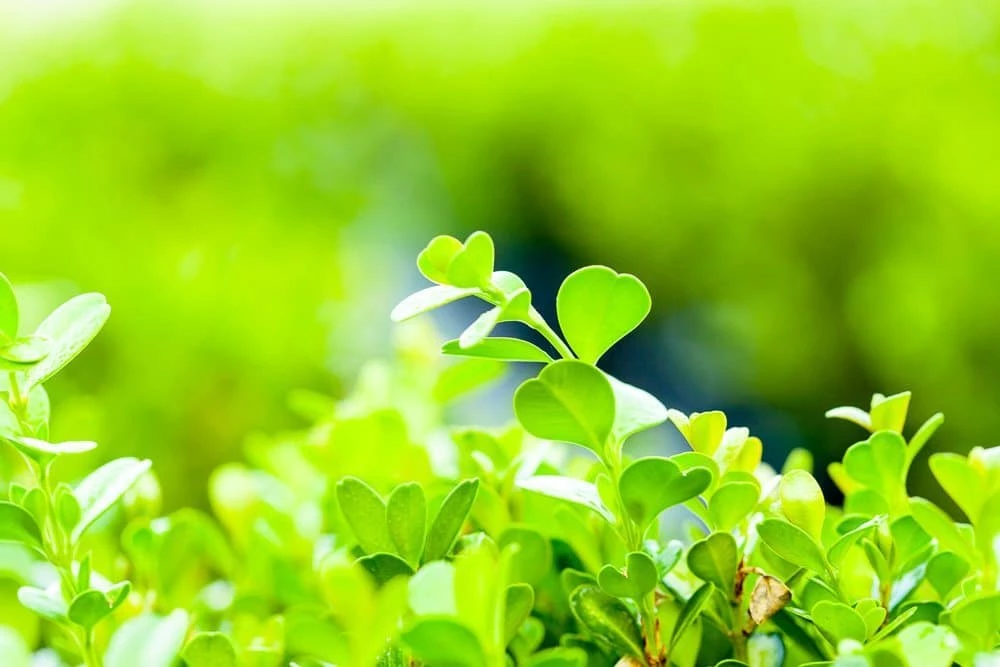 Perfect Plants Japanese Boxwood Shrub 4 Perfect Plants Japanese Boxwood Shrub