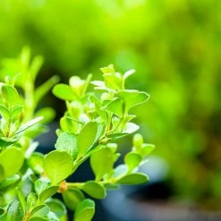 Perfect Plants Japanese Boxwood Shrub
