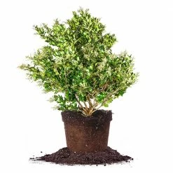 Perfect Plants Waxleaf Ligustrum