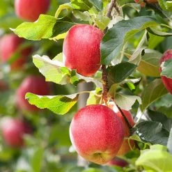 Perfect Plants Red Jonathan Apple Tree
