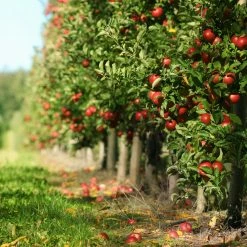 Perfect Plants Red Jonathan Apple Tree