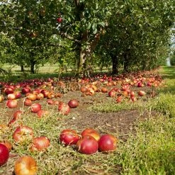 Perfect Plants Red Jonathan Apple Tree