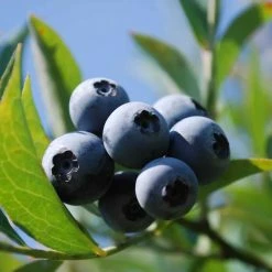 Perfect Plants Assortment Of 3 Blueberry Bushes For Best Cross Pollination