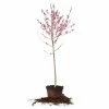 Perfect Plants June Gold Peach Tree All Fruit & Nut Trees