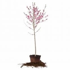 Perfect Plants June Gold Peach Tree All Fruit & Nut Trees