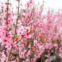 Perfect Plants June Gold Peach Tree All Fruit & Nut Trees