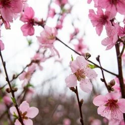 Perfect Plants June Gold Peach Tree All Fruit & Nut Trees