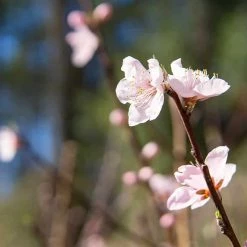 Perfect Plants June Gold Peach Tree All Fruit & Nut Trees