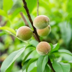 Perfect Plants June Gold Peach Tree All Fruit & Nut Trees