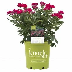 Perfect Plants Red Knock Out® Rose Bush Knock Out® Roses