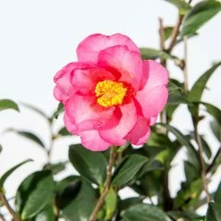 Perfect Plants Kanjiro Camellia All Shrubs & Hedges