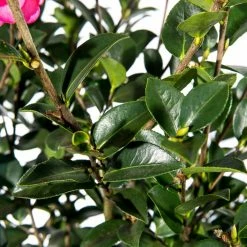 Perfect Plants Kanjiro Camellia All Shrubs & Hedges