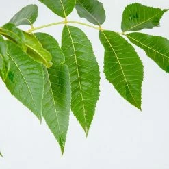 Perfect Plants Kanza Pecan Tree | Type 2 Pollinator