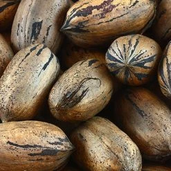 Perfect Plants Kanza Pecan Tree | Type 2 Pollinator