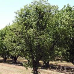 Perfect Plants Kanza Pecan Tree | Type 2 Pollinator