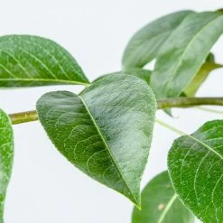 Perfect Plants Kieffer Pear Tree Pear Trees