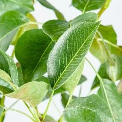 Perfect Plants Kieffer Pear Tree Pear Trees