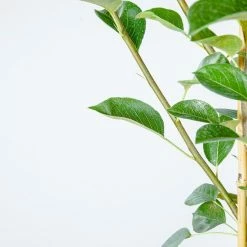 Perfect Plants Kieffer Pear Tree Pear Trees