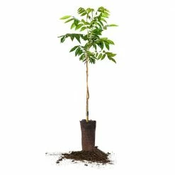 Perfect Plants Kiowa Pecan Tree | Type 2 Pollinator