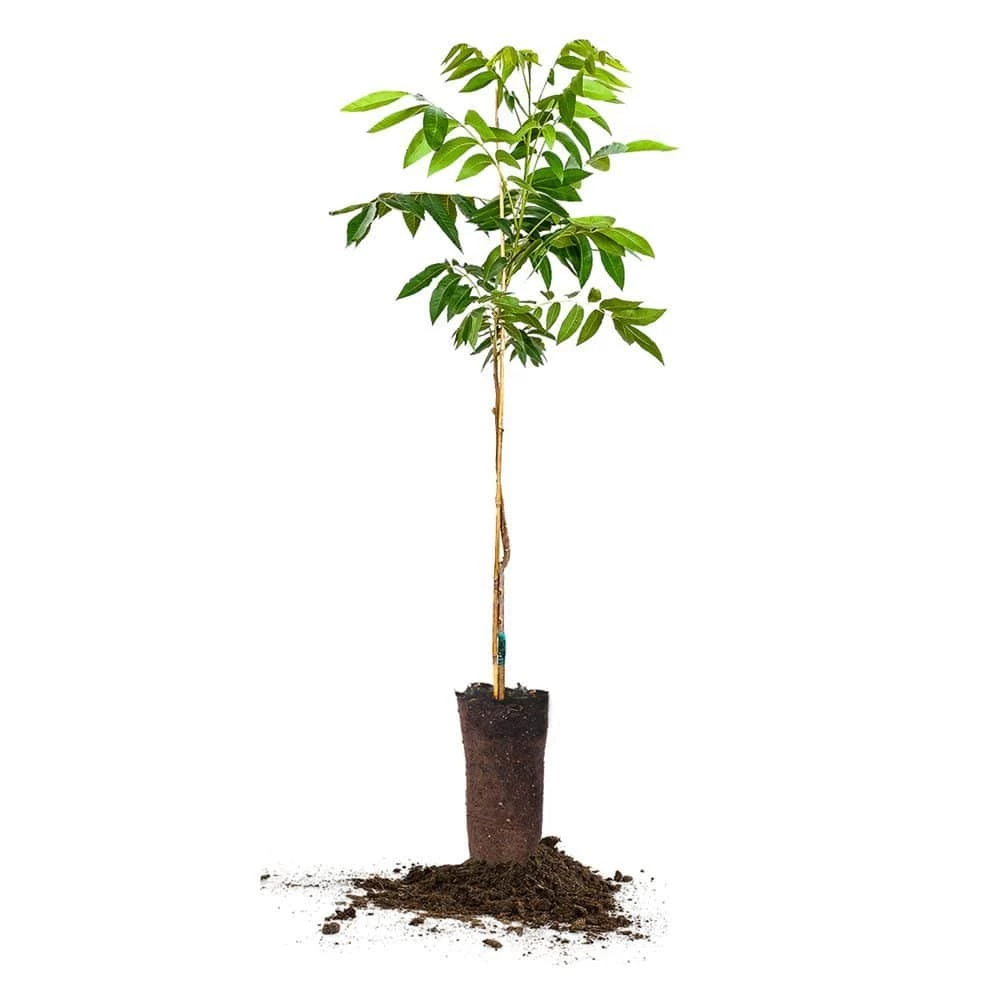 Perfect Plants Kiowa Pecan Tree | Type 2 Pollinator 1 Perfect Plants Kiowa Pecan Tree | Type 2 Pollinator